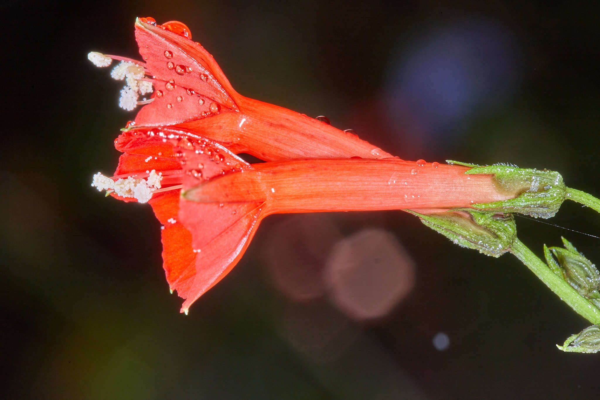 Слика од Ipomoea cholulensis Kunth