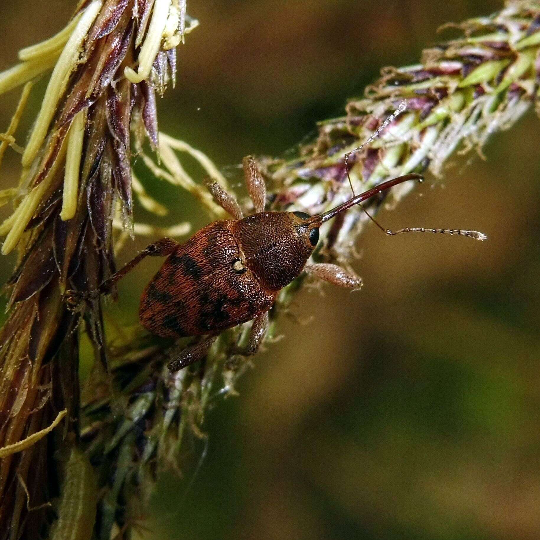 Imagem de Curculio glandium Marsham 1802