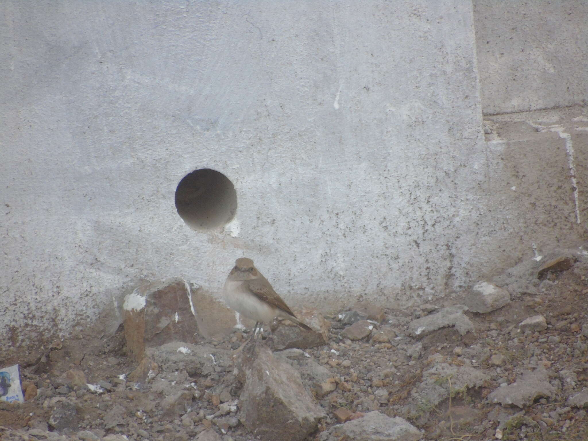 Image of Eastern Pied Wheatear