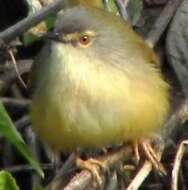 Prinia flaviventris (Delessert 1840) resmi