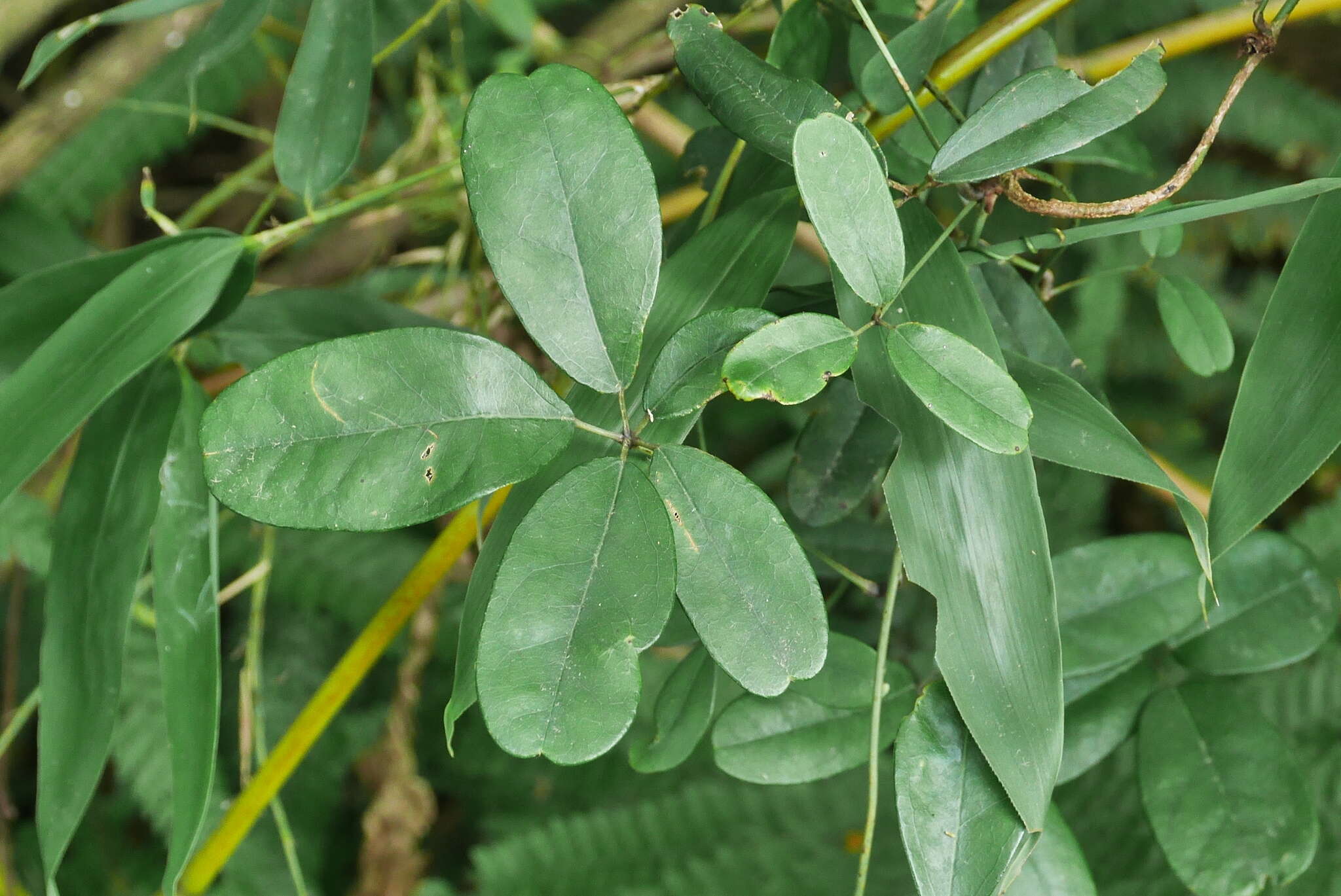 Image of Akebia longeracemosa Matsum.