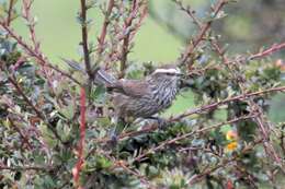 Image of Andean Tit-Spinetail