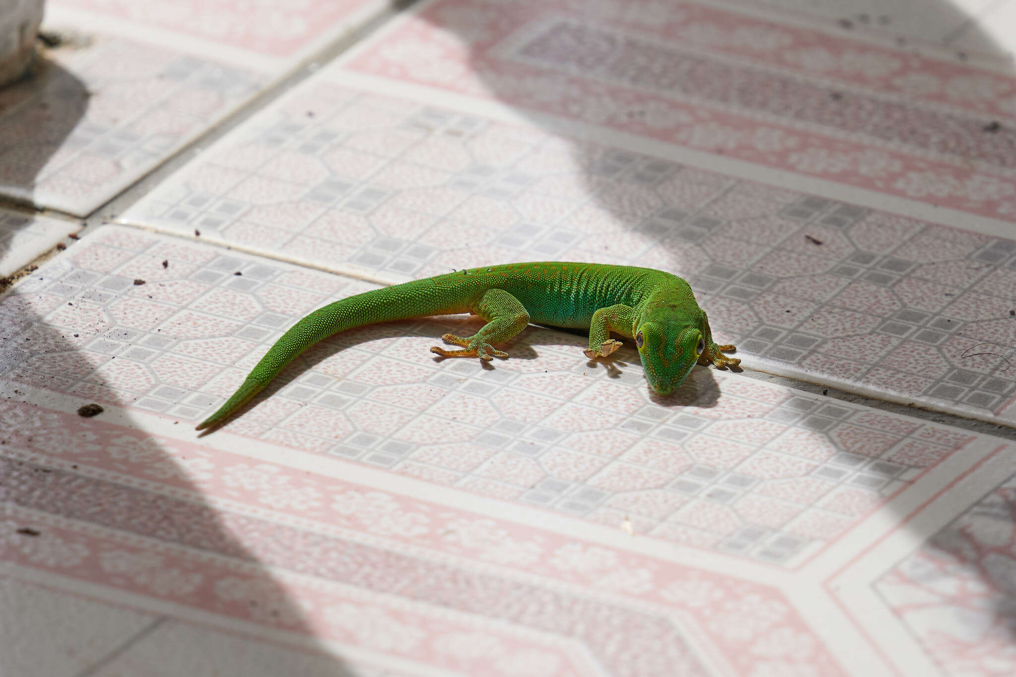 Слика од Phelsuma sundbergi Rendahl 1939