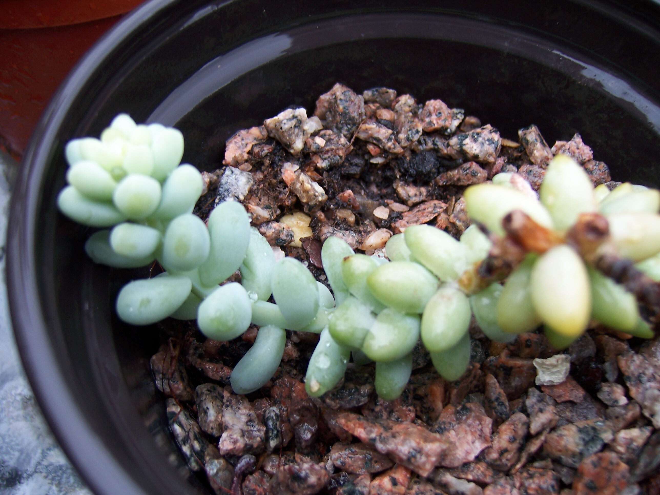 Image of Sedum morganianum Walther