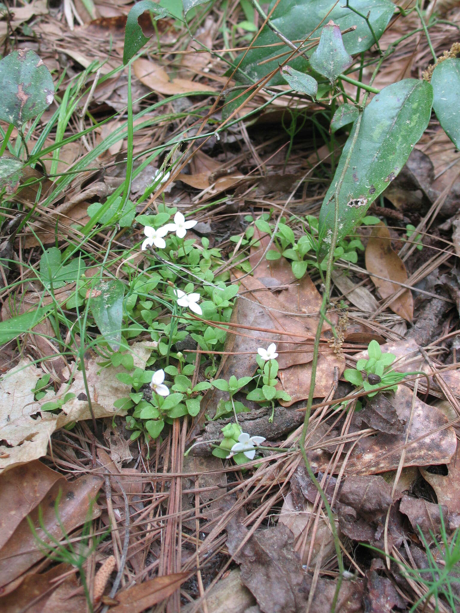 Image of roundleaf bluet