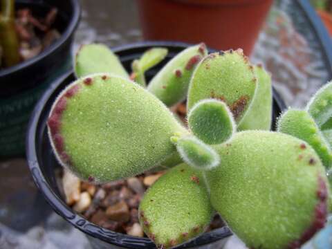 Image of Cotyledon tomentosa Harv.