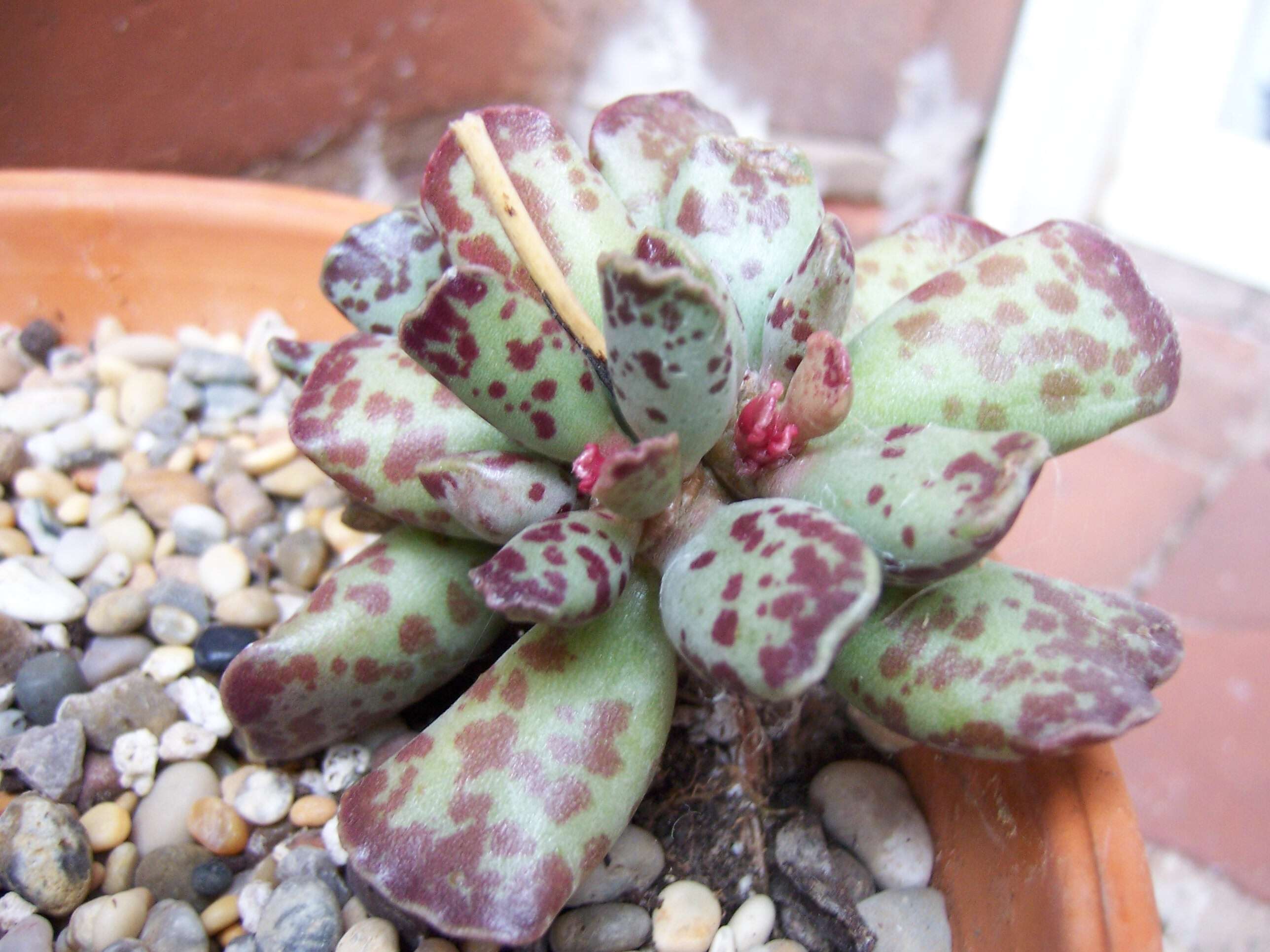 Image of Adromischus cooperi (Bak.) A. Berger