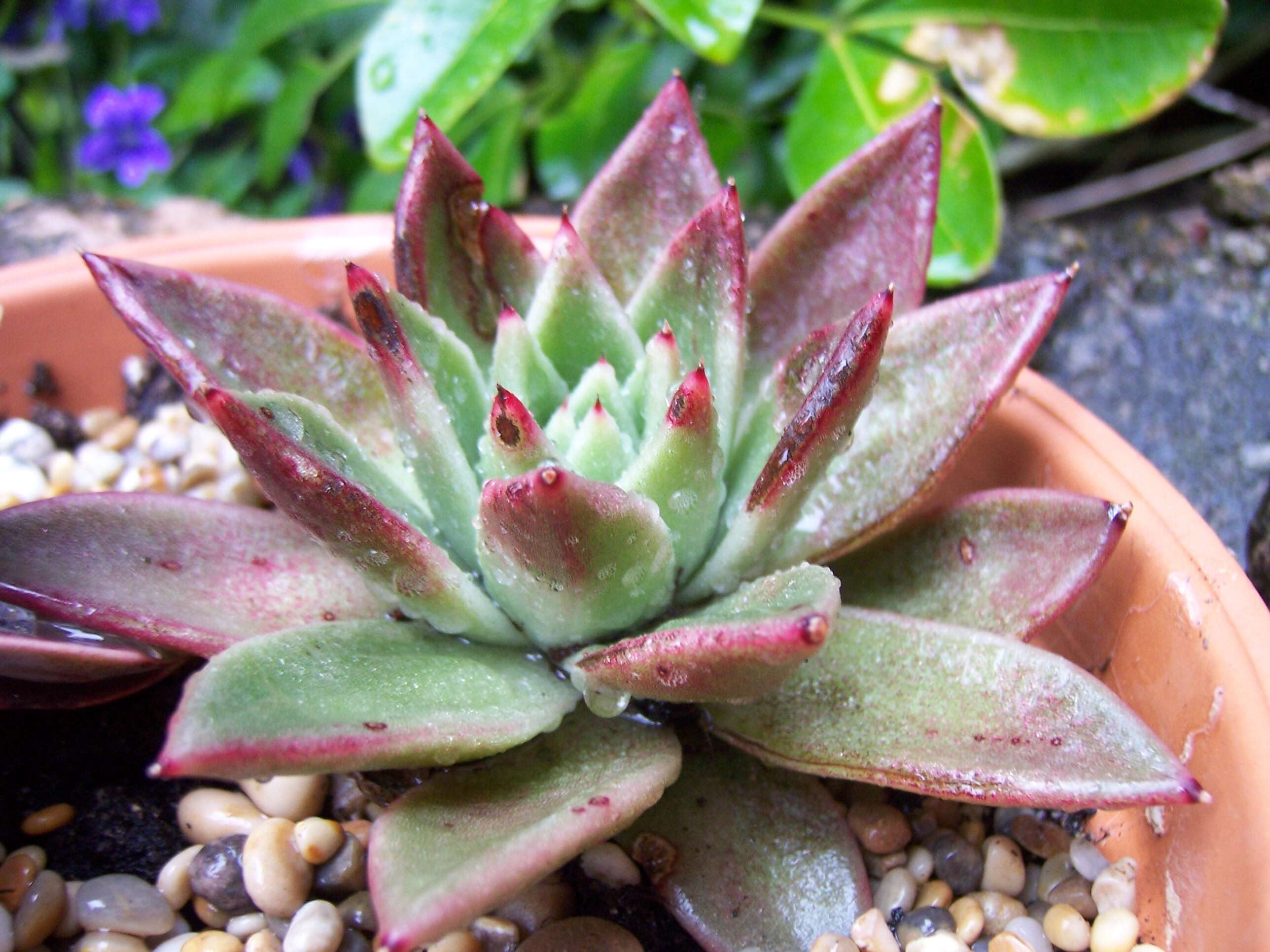 Image of Echeveria agavoides Lem.