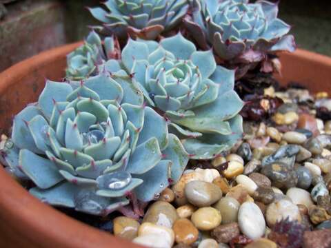 Image of Echeveria elegans Rose