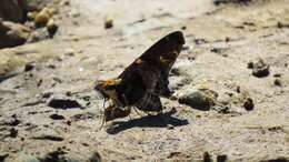 Image of Mercurial Skipper