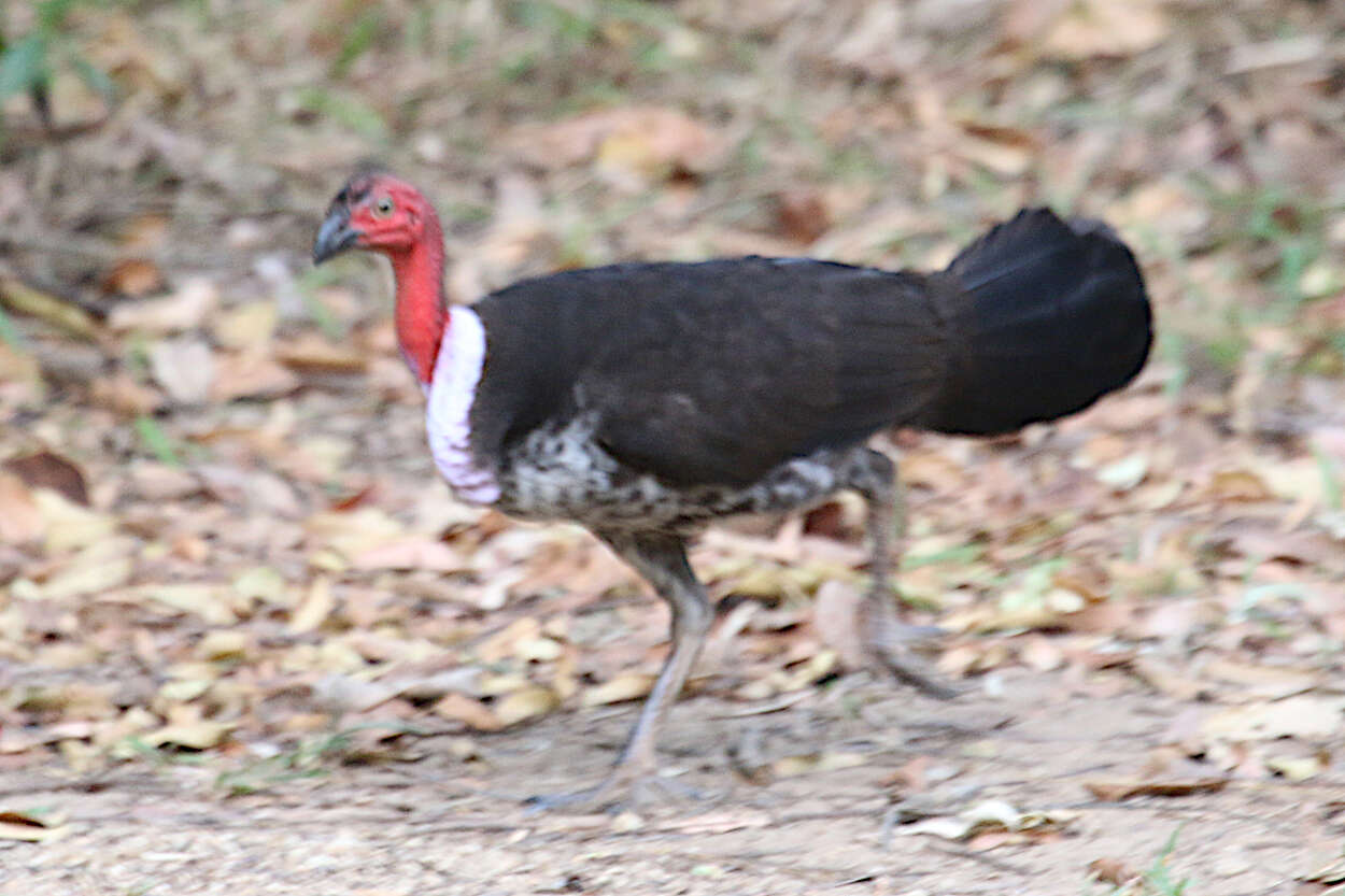 Imagem de Alectura lathami purpureicollis (Le Souef 1898)