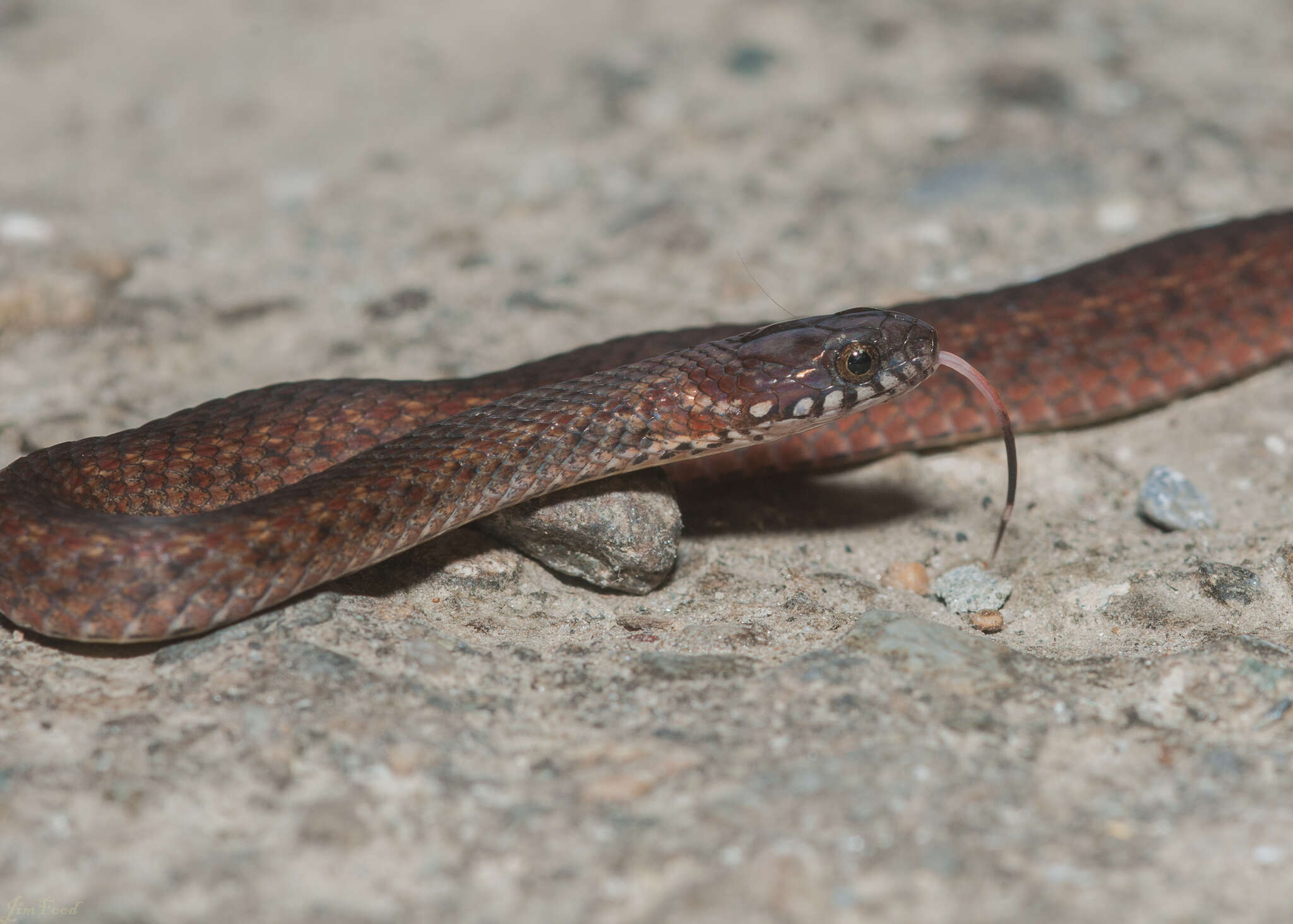 Image of Kosempo Keelback