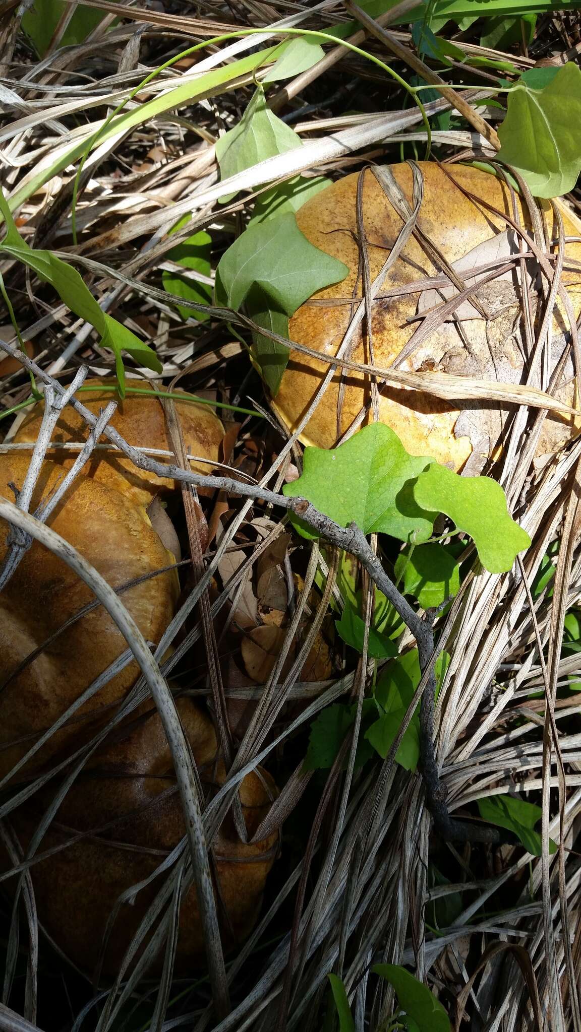 Image of Boletus luridellus (Murrill) Murrill 1938