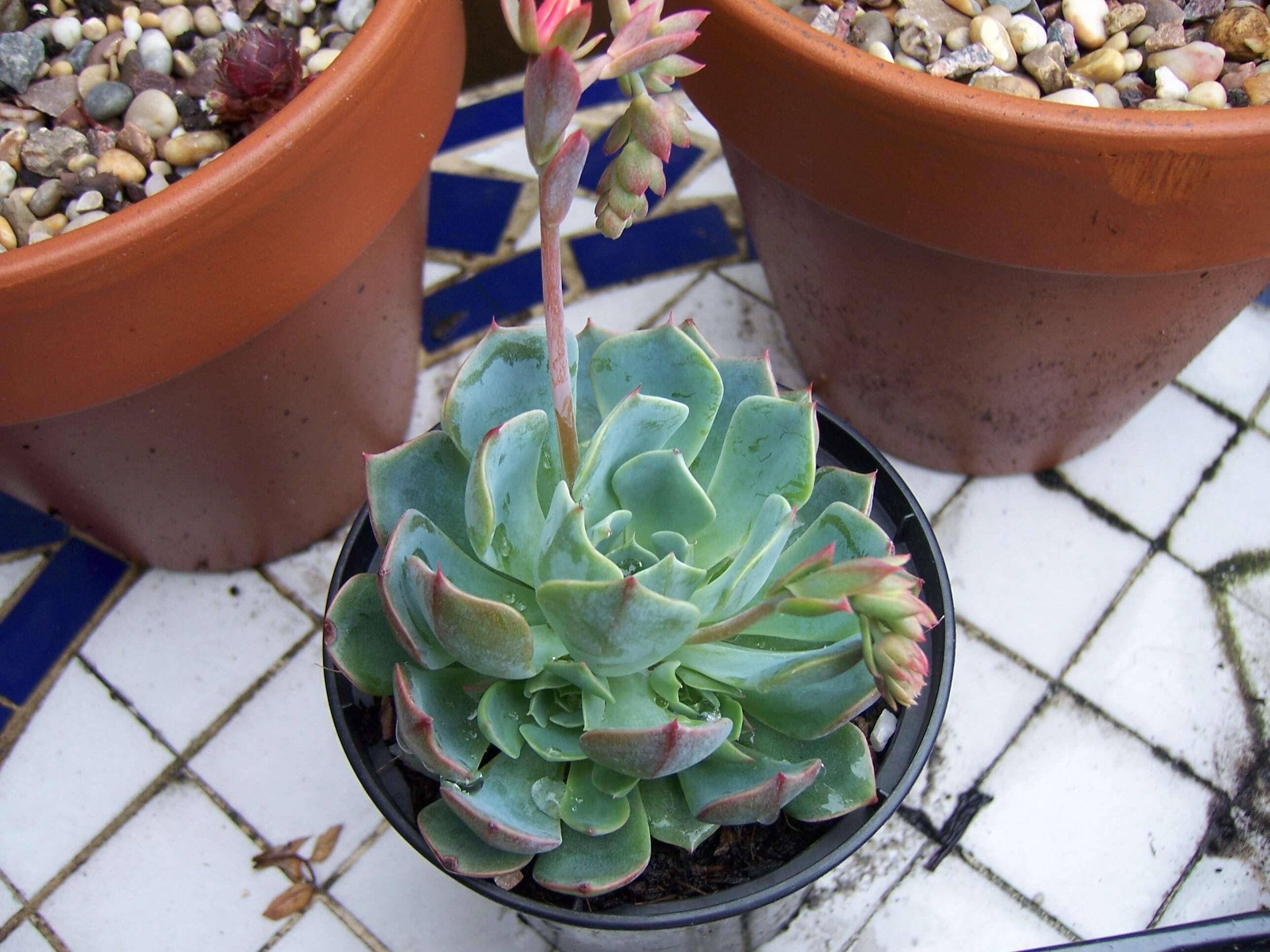 Image of Echeveria elegans Rose