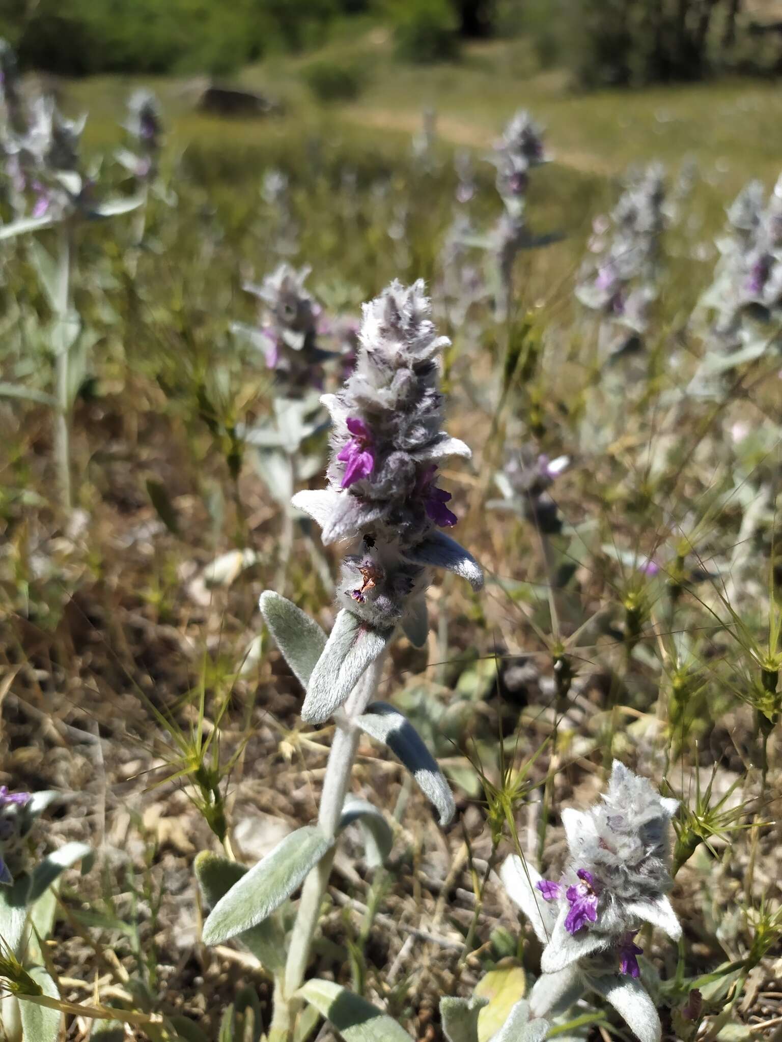 Imagem de Stachys cretica subsp. cretica