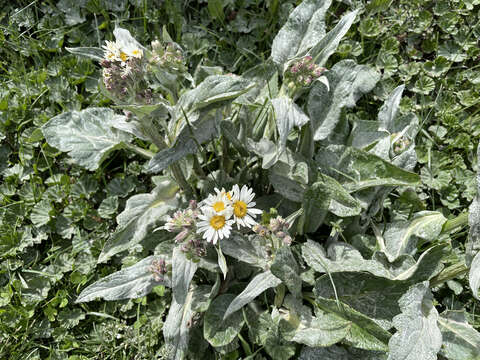 Senecio smithii DC. resmi