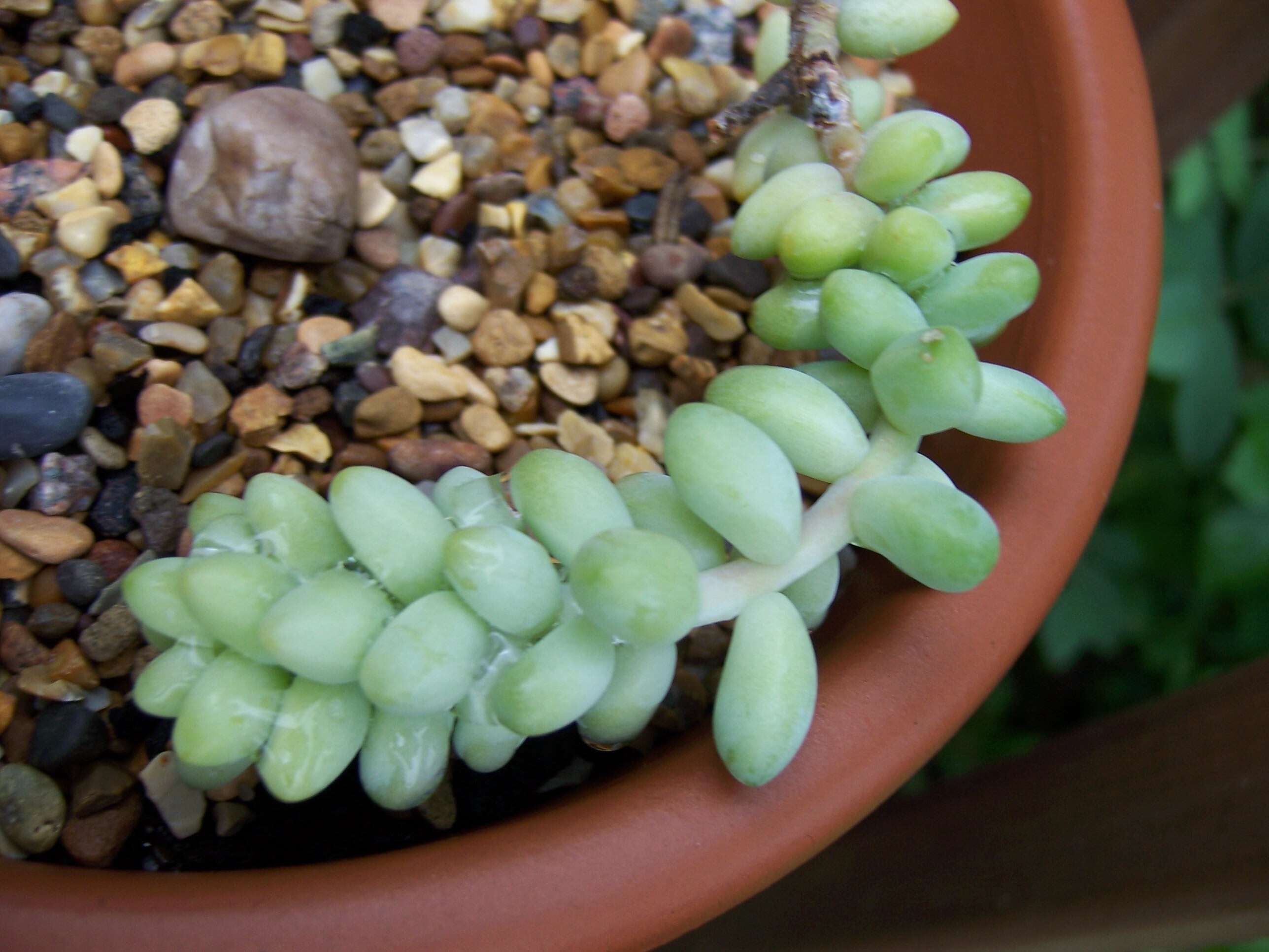 Image of Sedum morganianum Walther