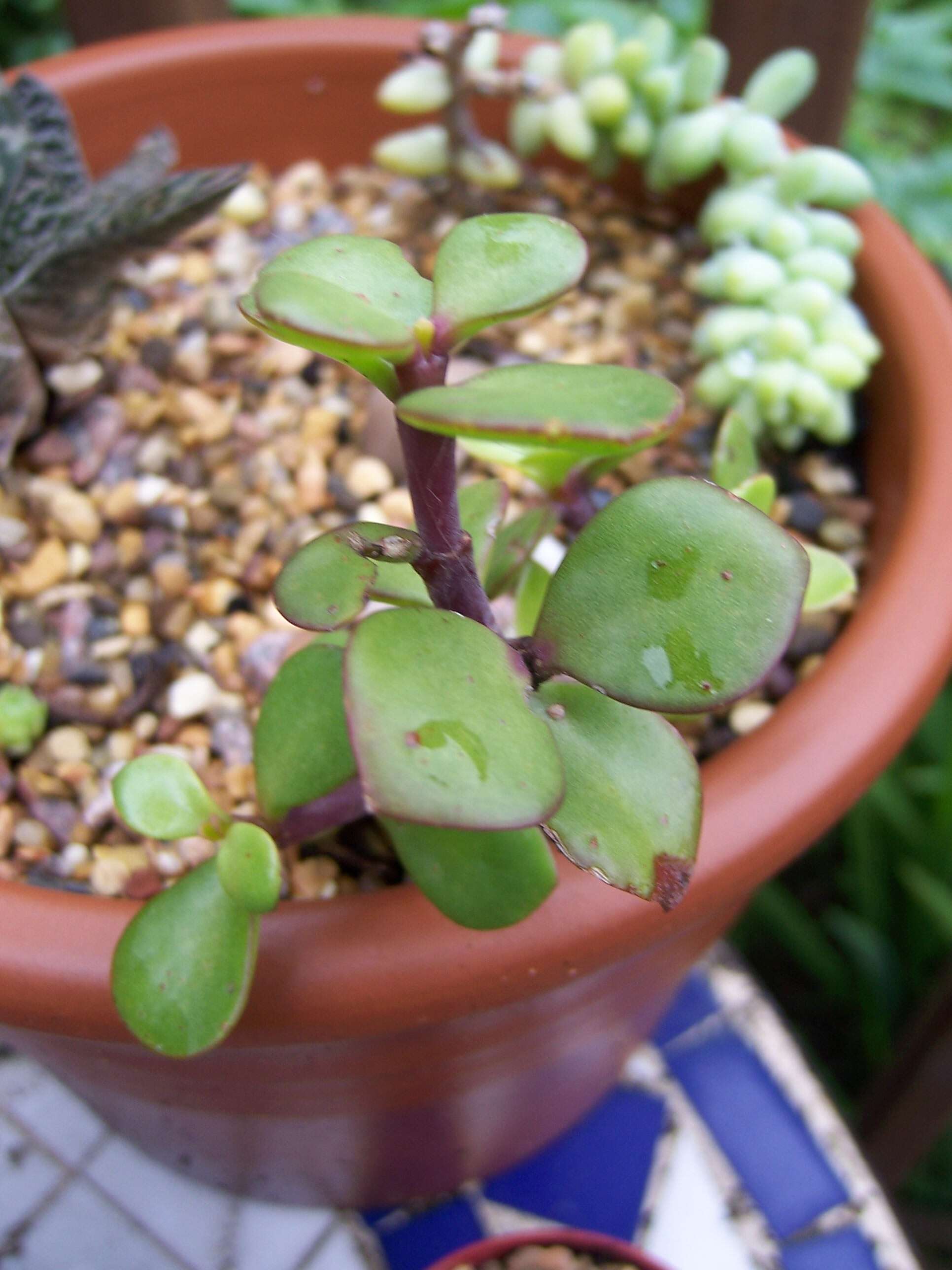 Image of portulacaria