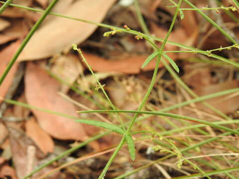 Image of Chinese raspwort