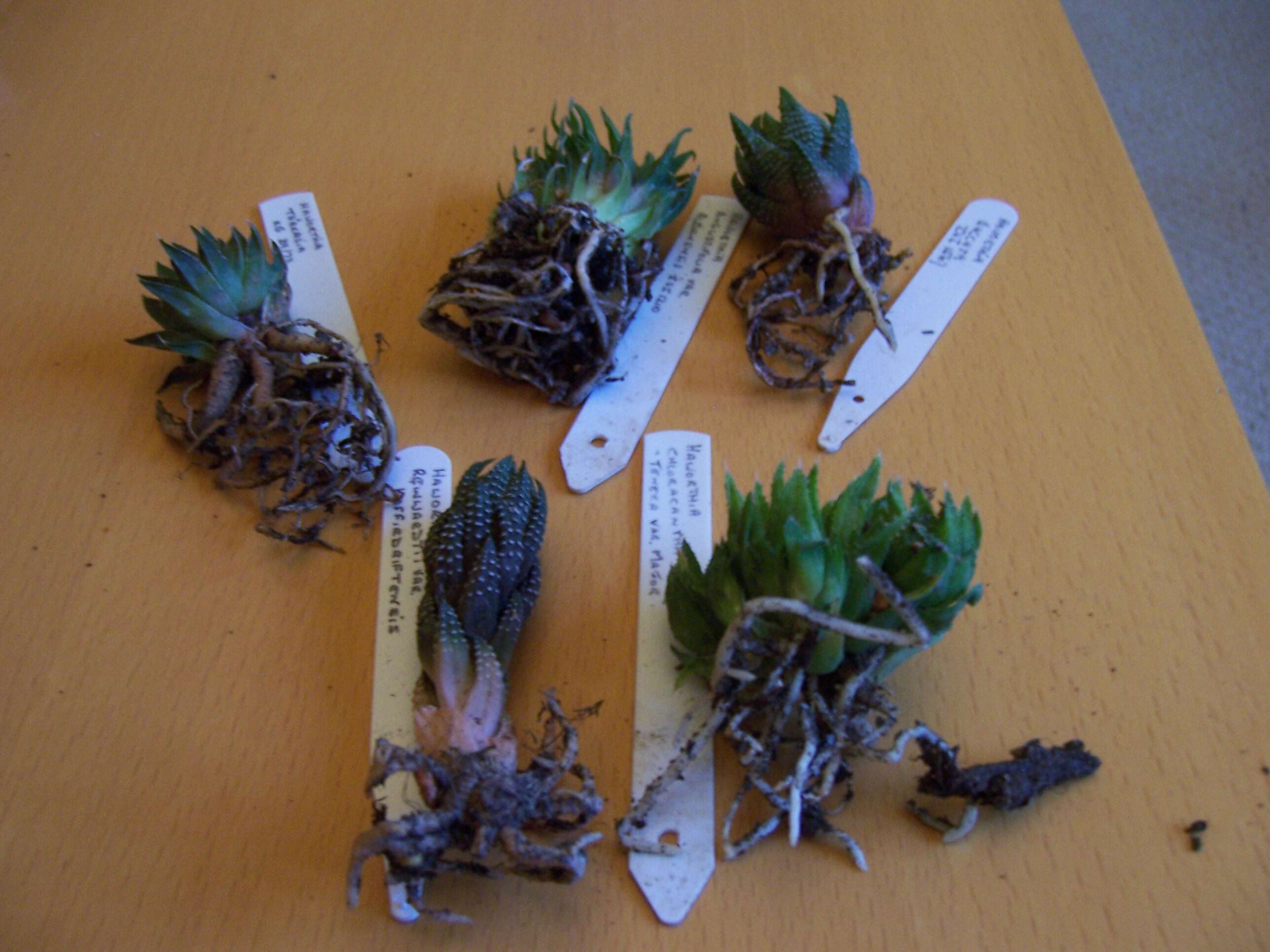 Image of Haworthia chloracantha Haw.