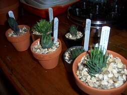 Image of Haworthia chloracantha Haw.