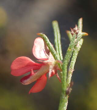 Imagem de Indigofera disticha Eckl. & Zeyh.