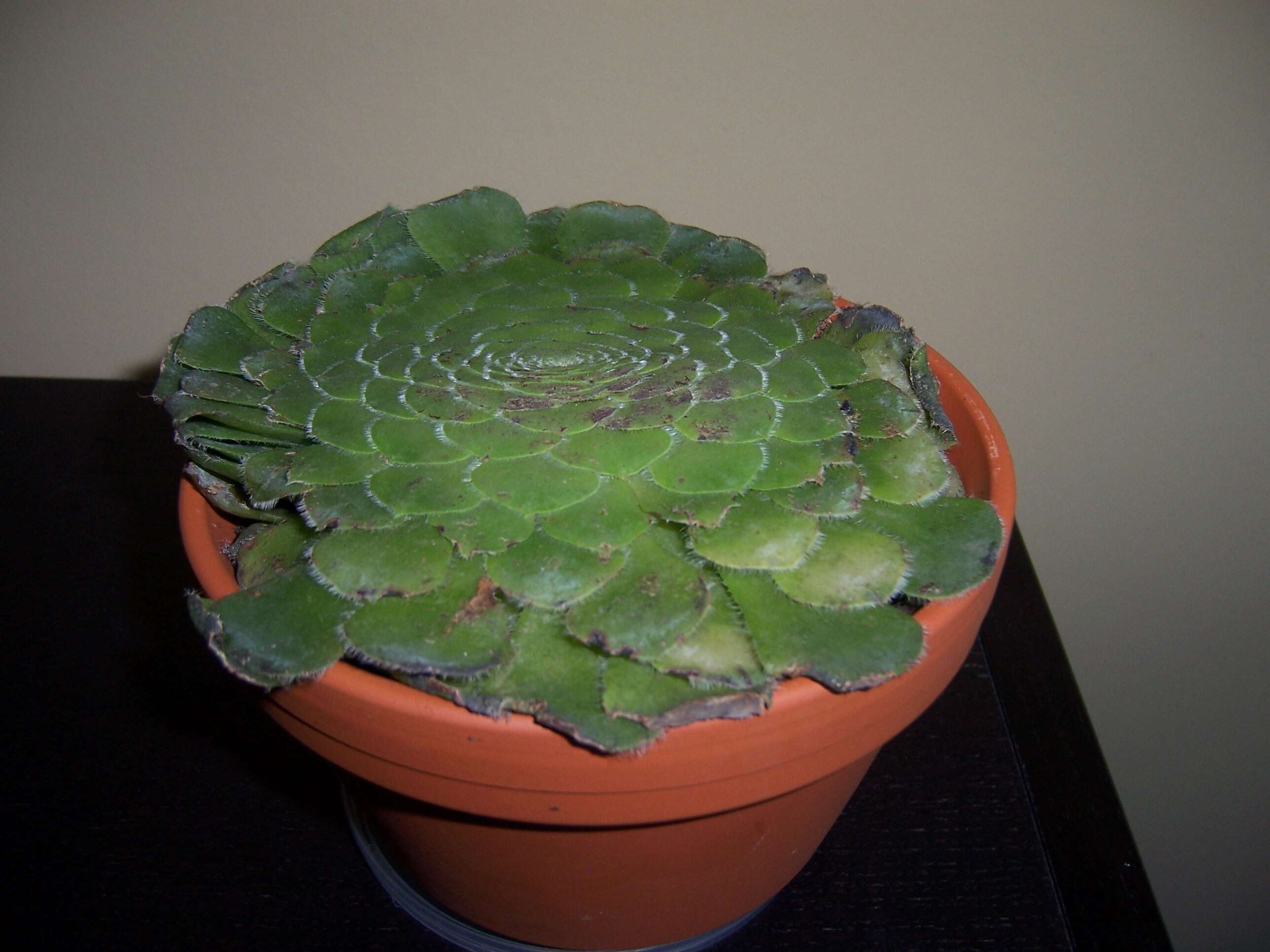 Image of Aeonium tabuliforme