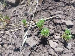 Image de Navarretia intertexta subsp. propinqua (Suksd.) A. G. Day