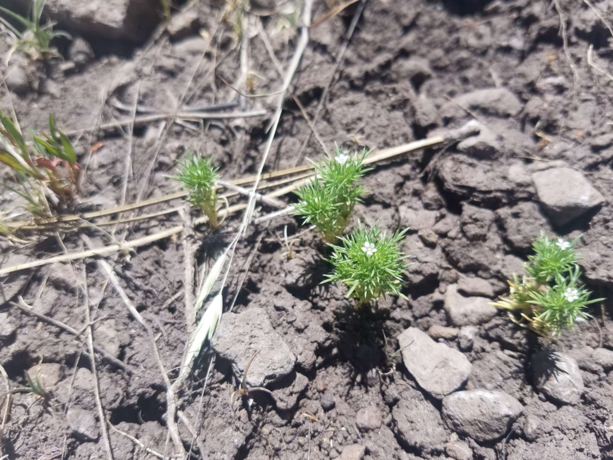 Image de Navarretia intertexta subsp. propinqua (Suksd.) A. G. Day