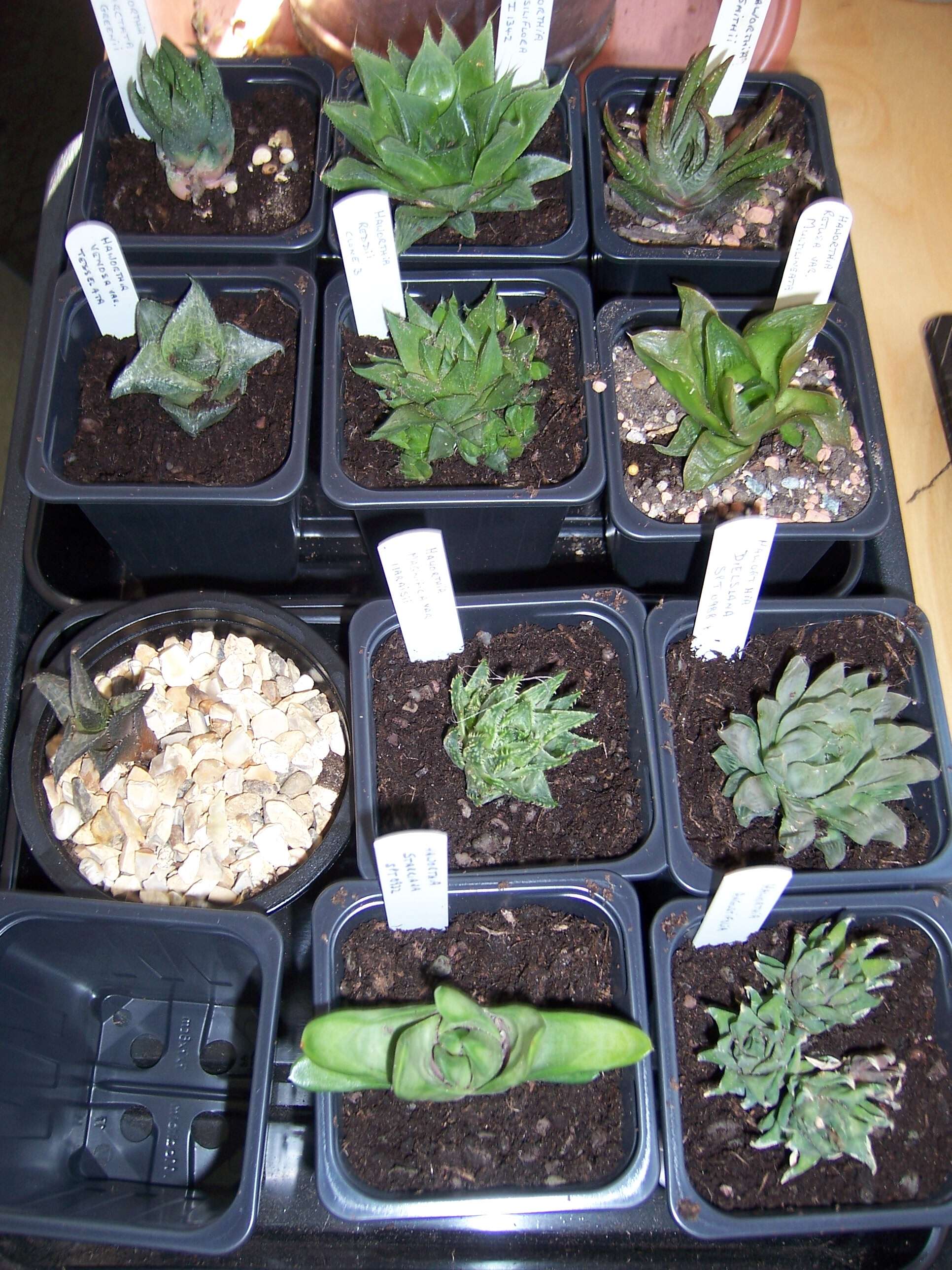 Слика од Haworthia retusa (L.) Duval