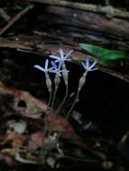 Image of Puerto Rico Ghostplant