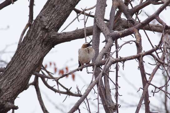 Image of sparrow-weaver