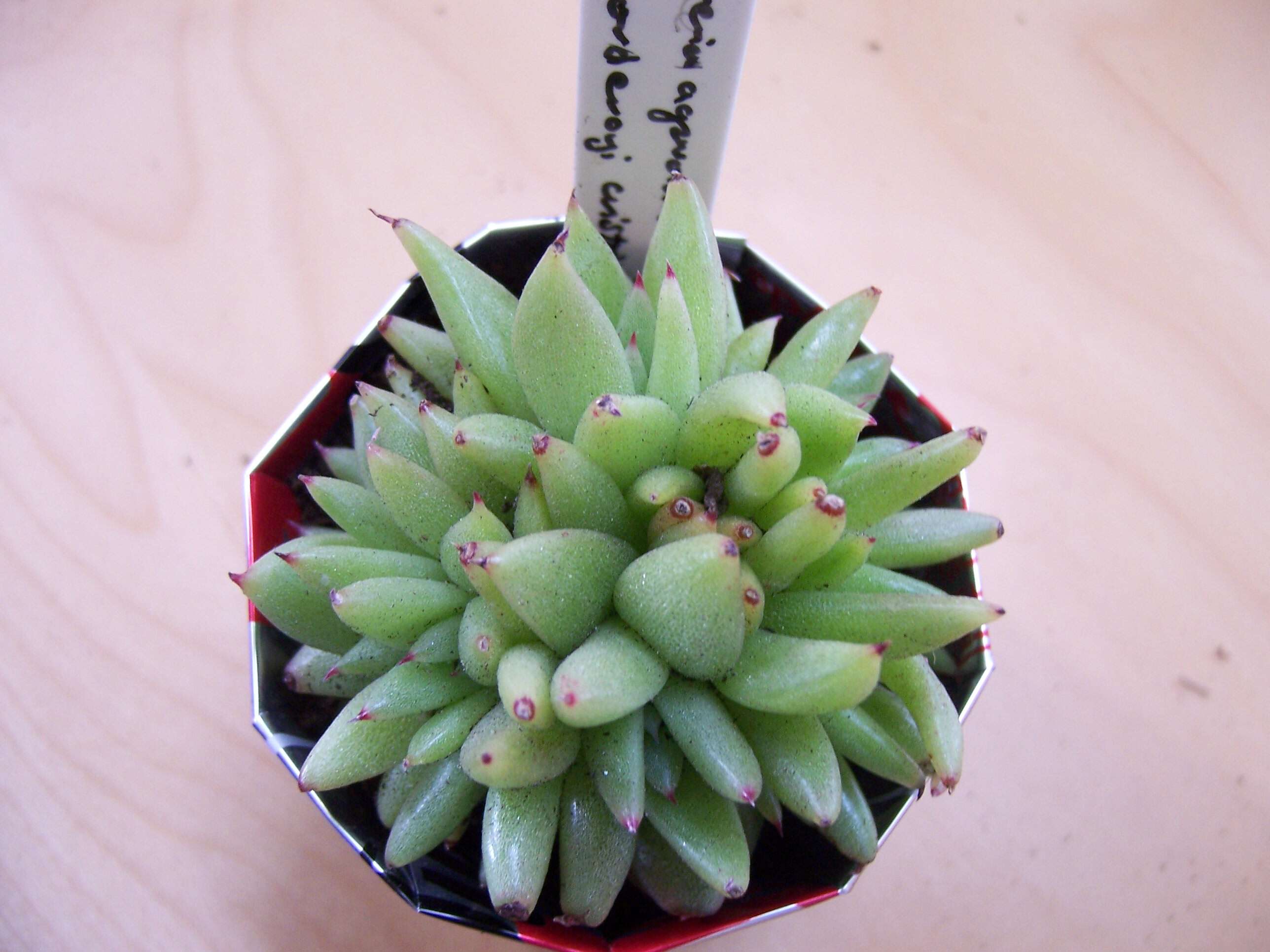 Image of Echeveria agavoides Lem.