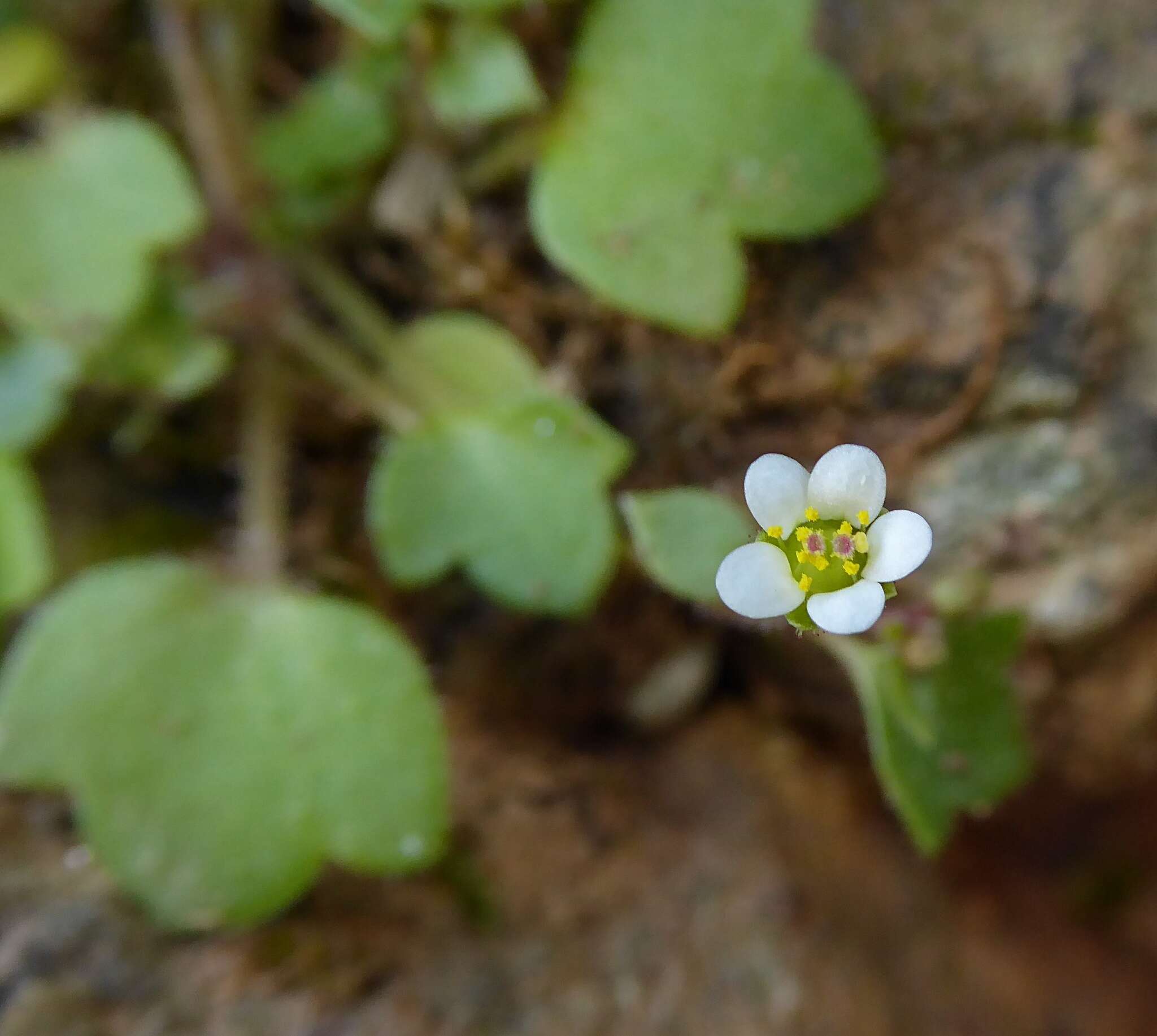 Imagem de Saxifraga hederacea L.