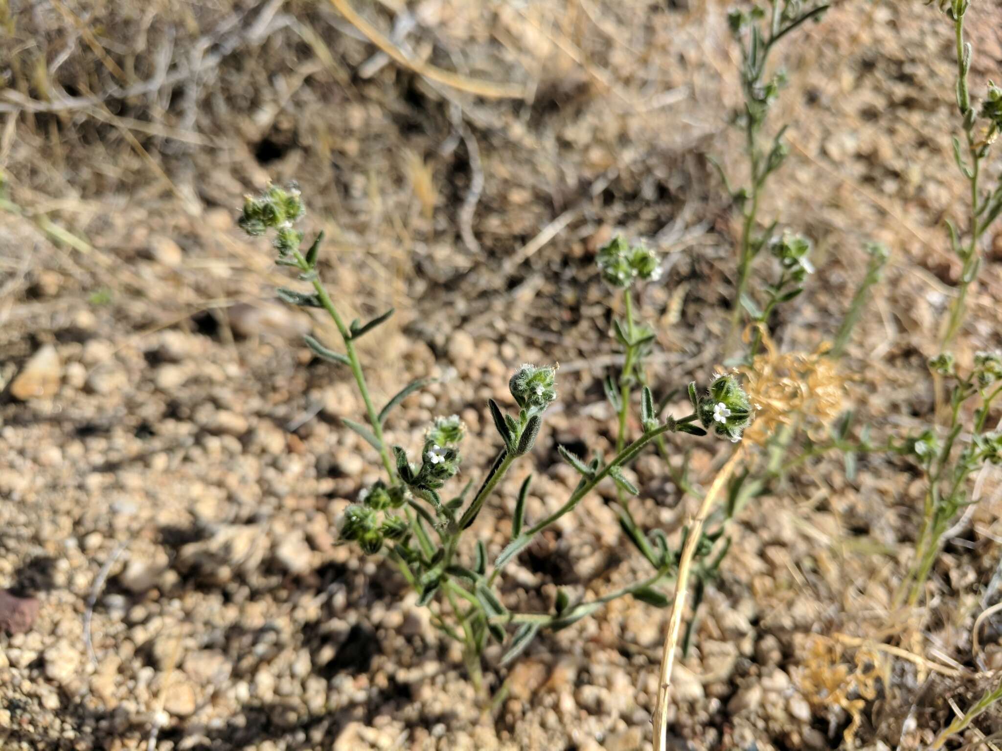 Plancia ëd Cryptantha pterocarya (Torr.) Greene