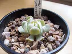 Image of Echeveria runyonii Rose