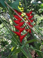 Image de Heliconia bourgaeana Petersen