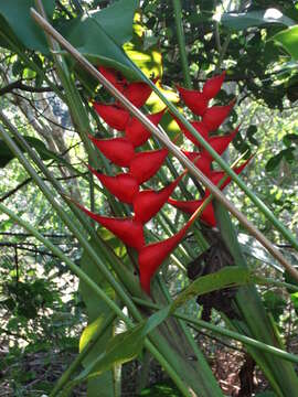 Image of Heliconia bourgaeana Petersen