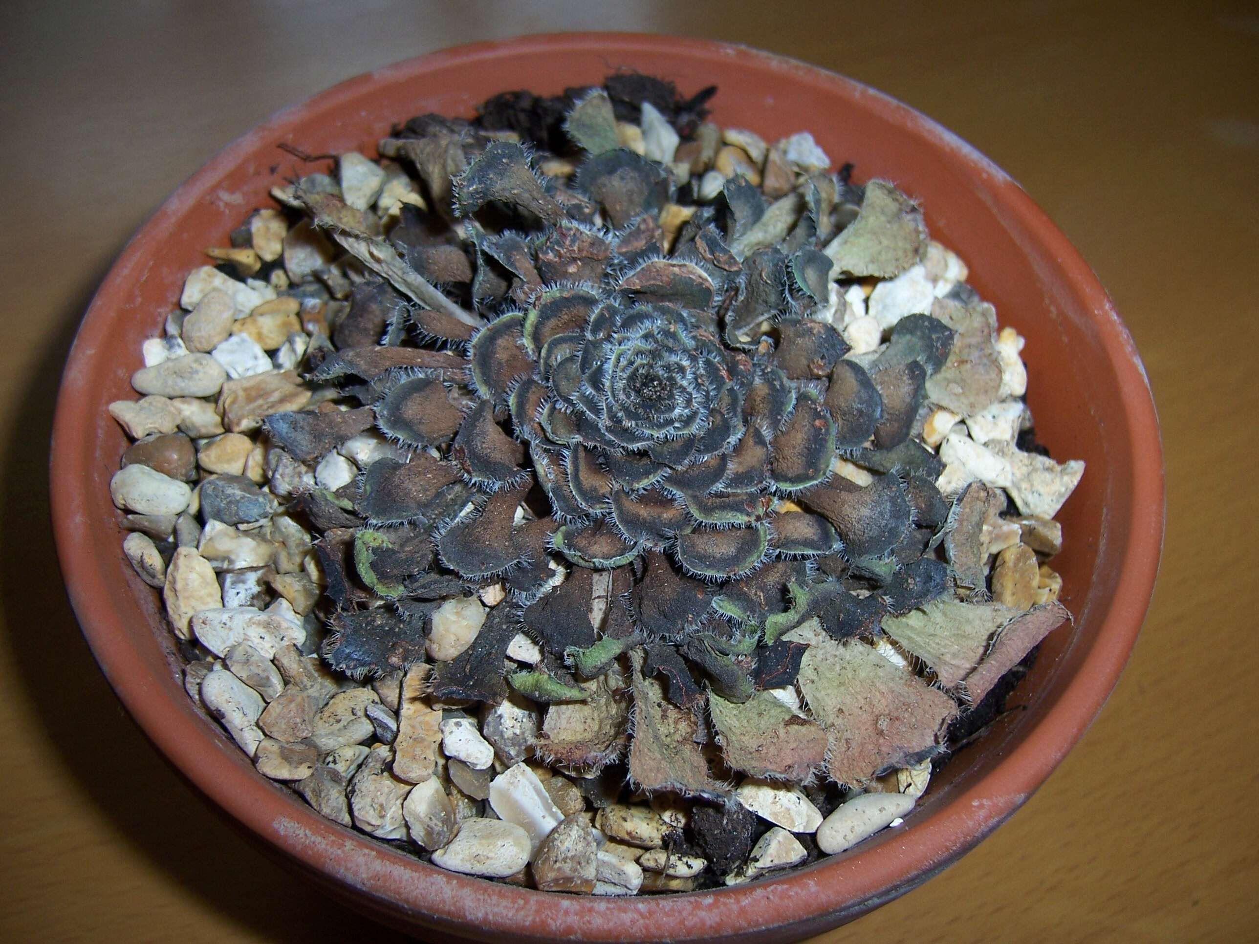 Image of Aeonium tabuliforme