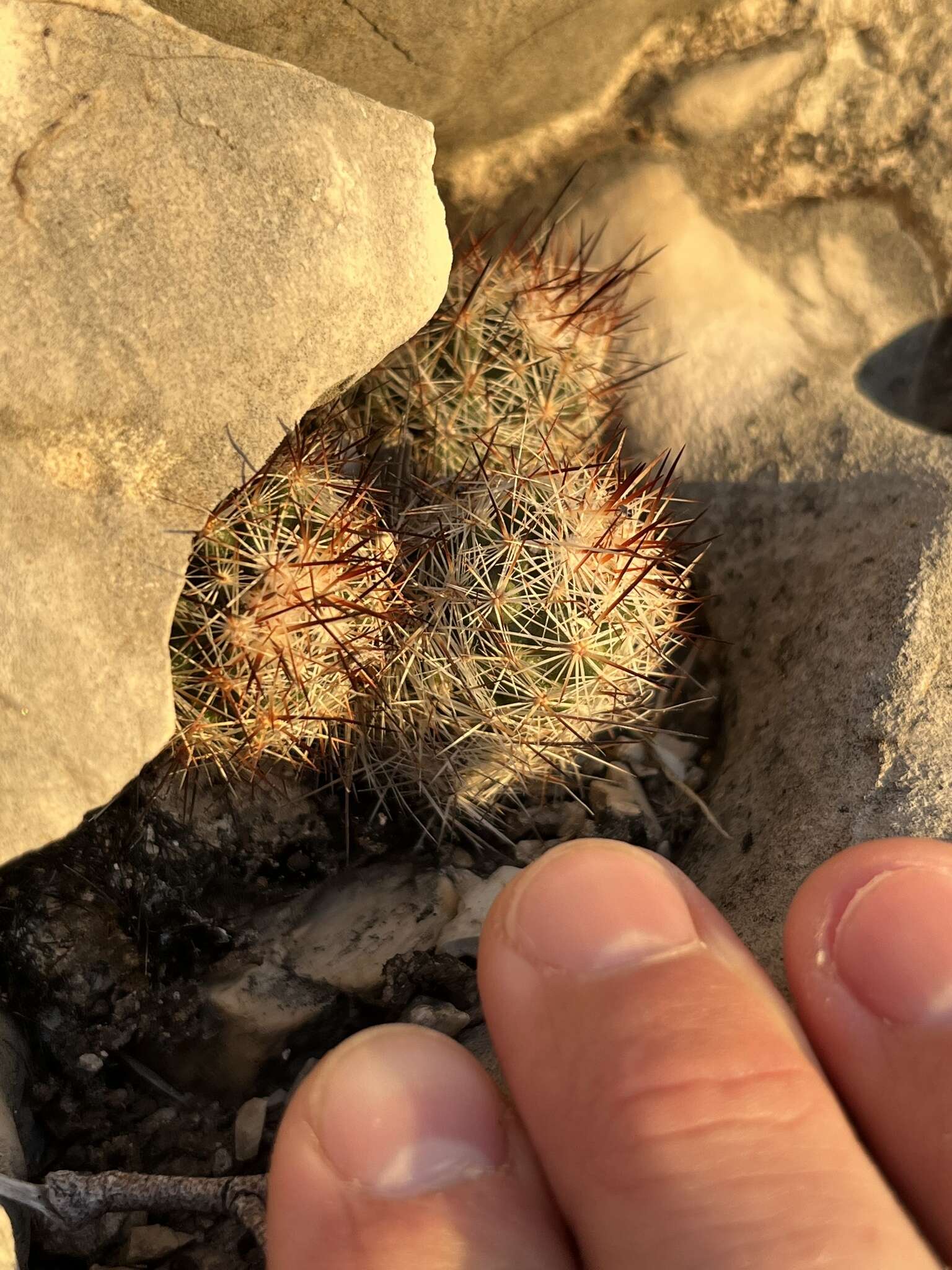 Image of junior Tom Thumb cactus