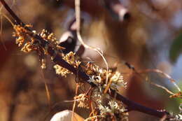 Image of Behr Canyon Dodder