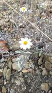 Image of Melampodium argophyllum S. F. Blake