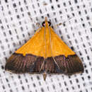 Image of Pyrausta augustalis Grote