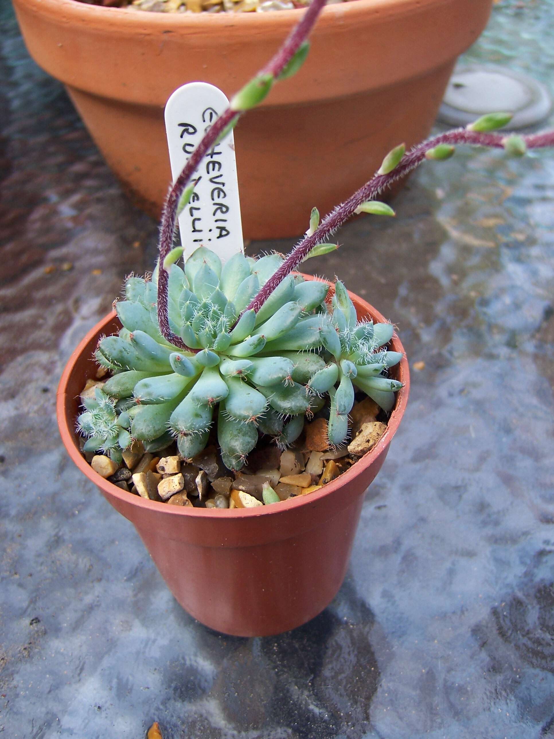 Image of Mexican Firecracker