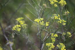 Image of diffuse wallflower