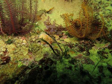 Image of four-colour nudibranch