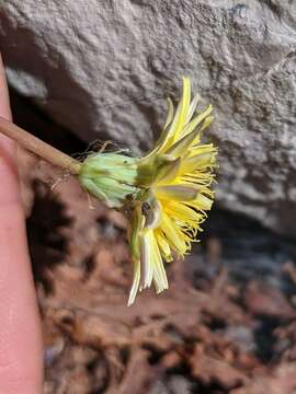 Image of Taraxacum hybernum Stev.