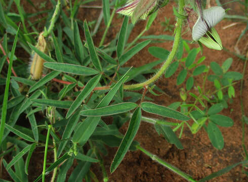 Image of Crotalaria burkeana Benth.