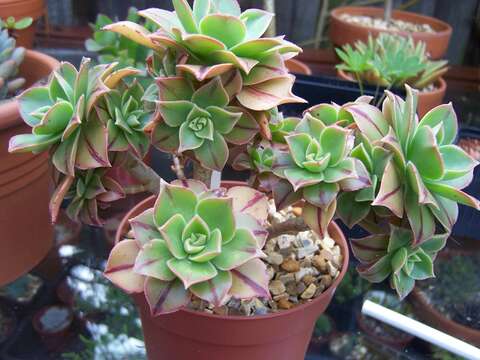 Image of Aeonium leucoblepharum Webb ex A. Rich.