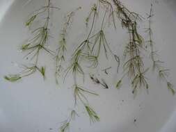 Image of Delicate Stonewort